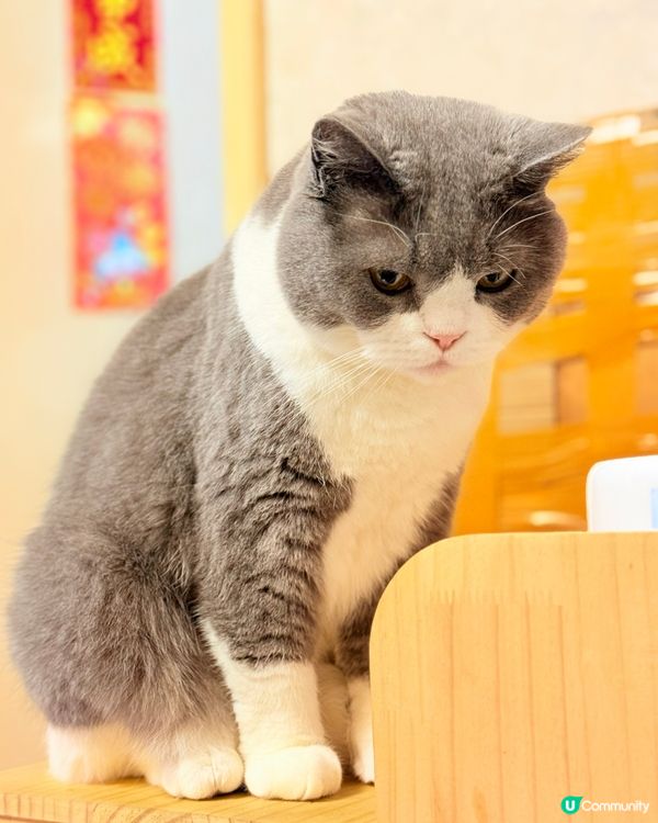 🐈‍⬛ 六歲英國短毛貓日常 🤪