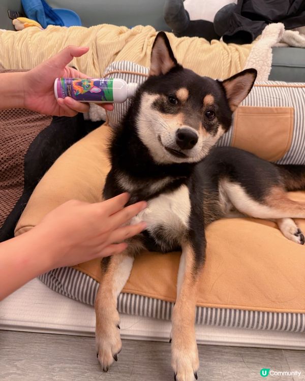 毛孩的SPA時光🛁✨【PET PET 洗護套裝】