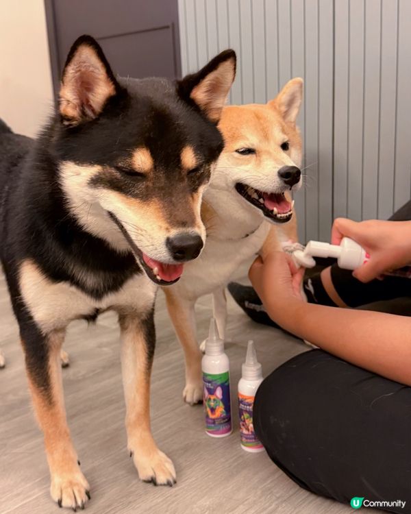 毛孩的SPA時光🛁✨【PET PET 洗護套裝】