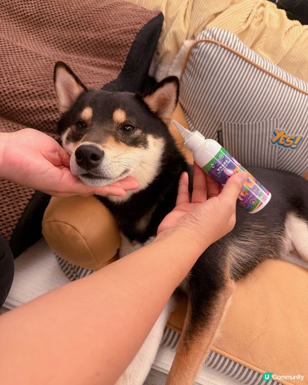 毛孩的SPA時光🛁✨【PET PET 洗護套裝】