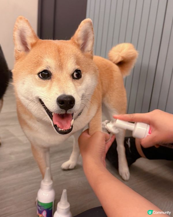 毛孩的SPA時光🛁✨【PET PET 洗護套裝】