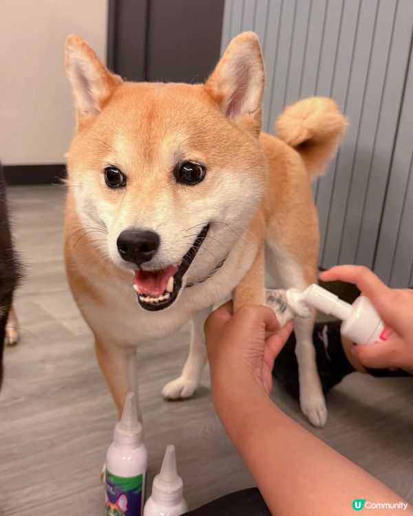 毛孩的SPA時光🛁✨【PET PET 洗護套裝】