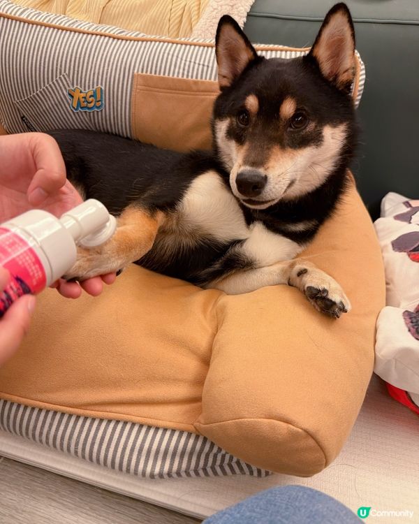 毛孩的SPA時光🛁✨【PET PET 洗護套裝】