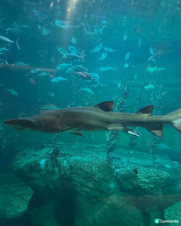 【海洋公園隱藏景點|搭完列車看日落才是浪漫天花板】🌅