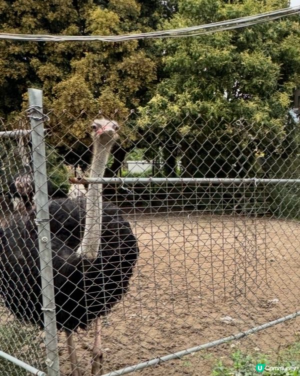 【大棠有機生態園|城市的喘息秘境】🌱