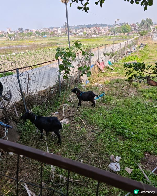 羊咩咩...羊咩鬚🐐