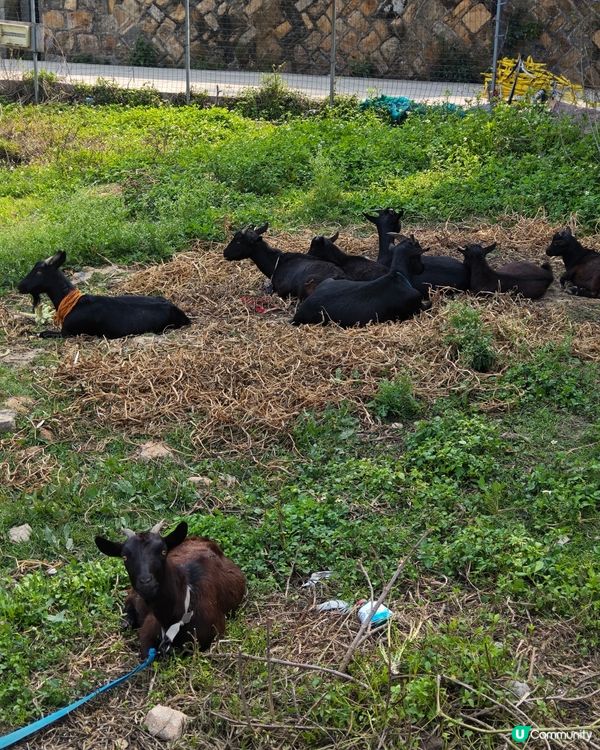 羊咩咩...羊咩鬚🐐