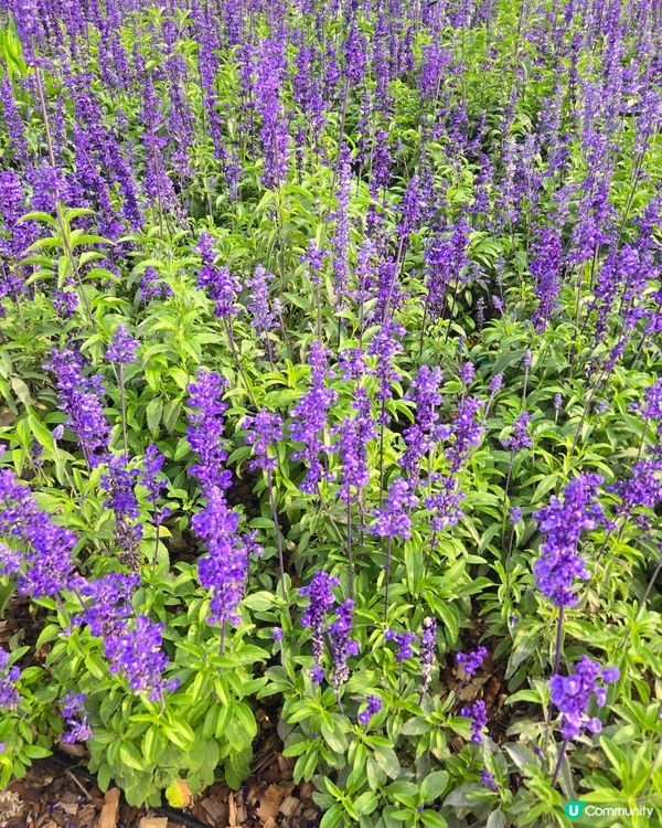 #UCreator #打卡美食 #好去處 #全新景點 #隱世...