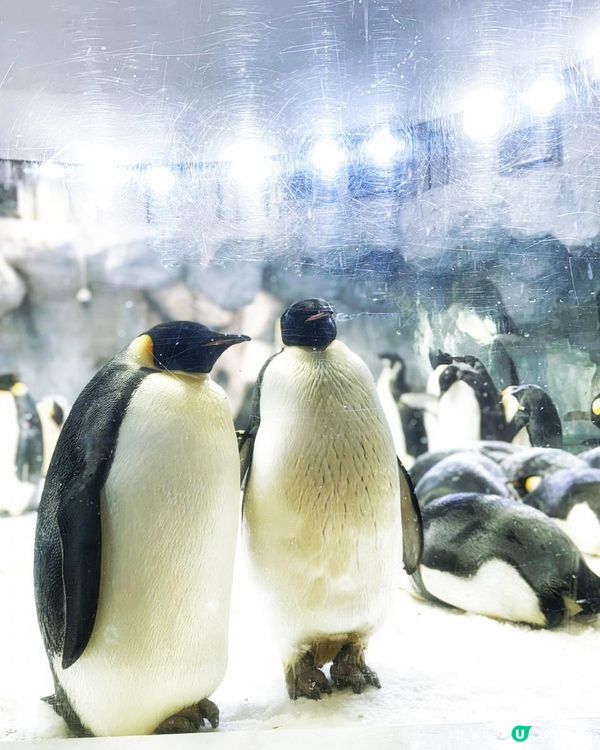 珠海長隆三日兩夜，玩到唔捨得走