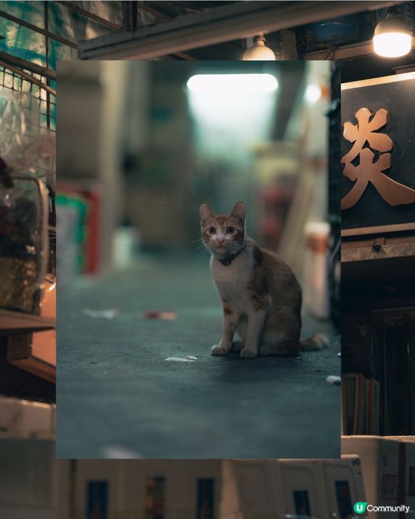 📸 油麻地果欄，百年市井的縮影 🍎🍊