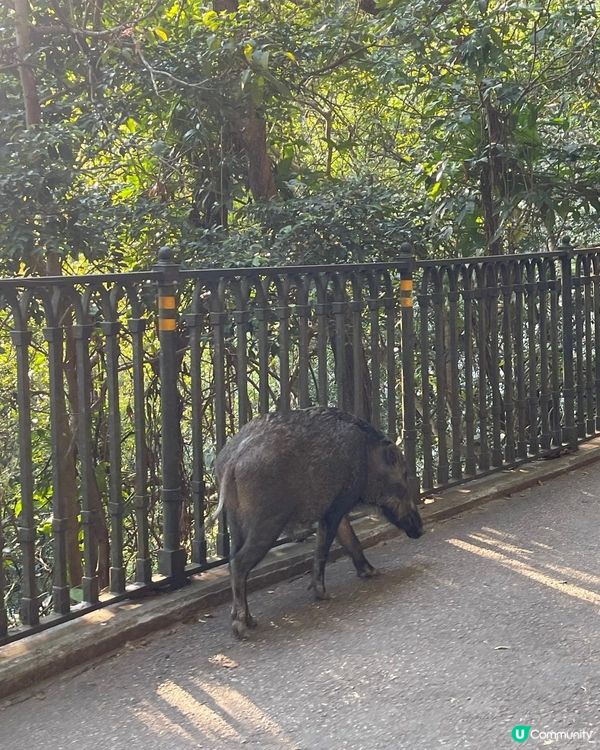 😍😍😍令人心境平靜的行山遊 - 西高山