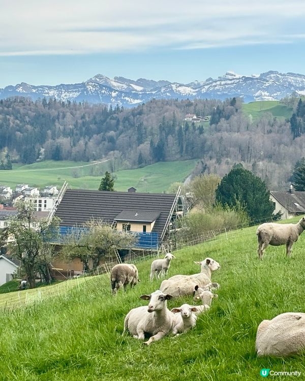 《徘徊於春風詩意中》 🌱