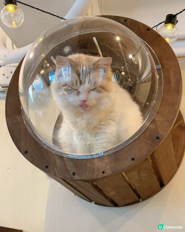 窩夫好高質❤️