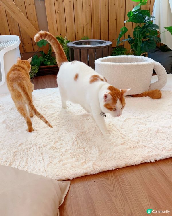 窩夫好高質❤️