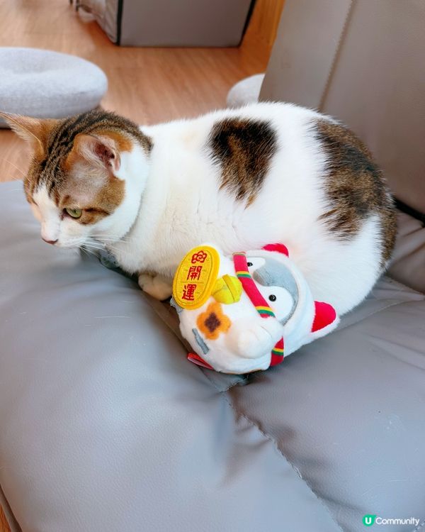 窩夫好高質❤️