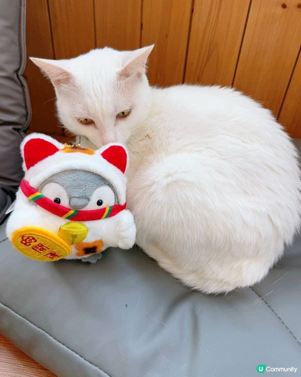 窩夫好高質❤️