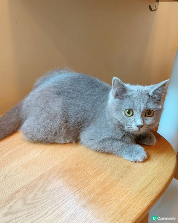 窩夫好高質❤️