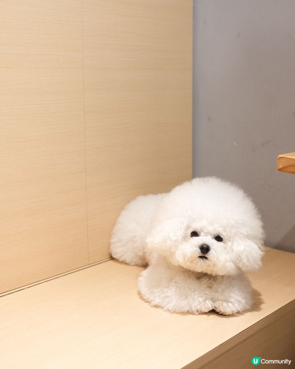 太耐冇蒲頭 係時候要上返水面