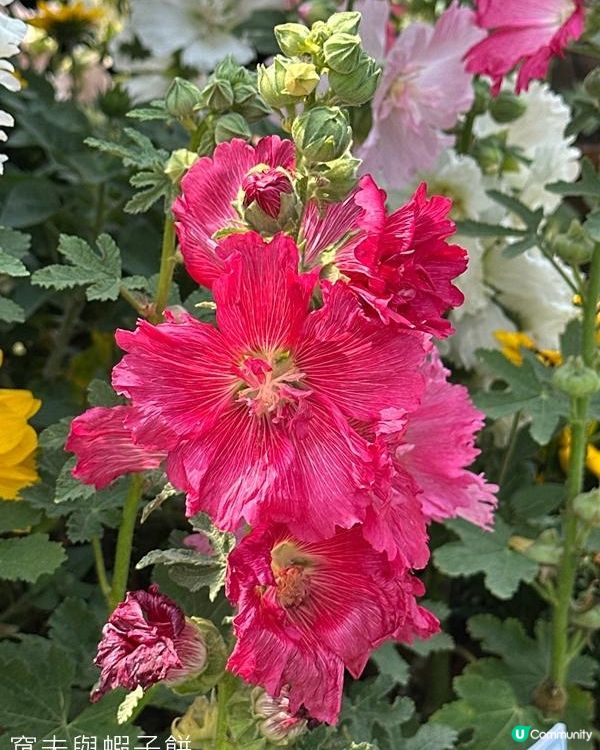 香港好去處 | 賞花 | 維園花展 | 蜀葵 | 大飛燕草