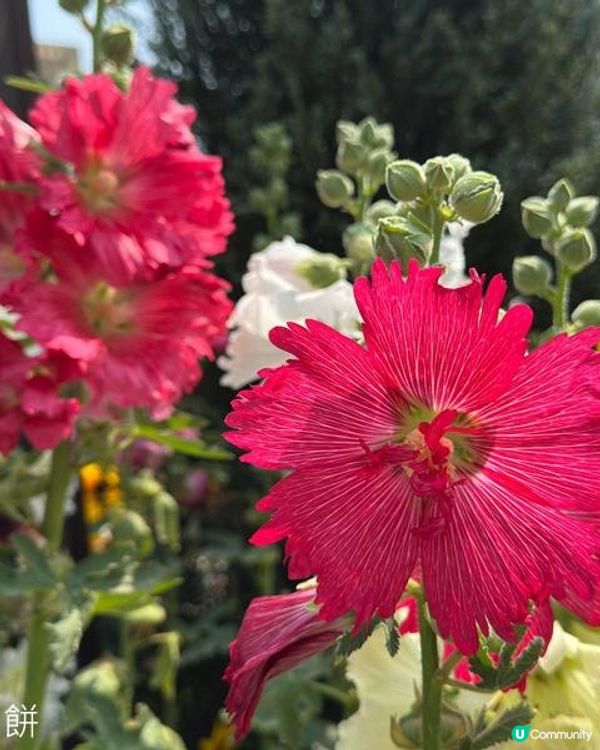 香港好去處 | 賞花 | 維園花展 | 蜀葵 | 大飛燕草