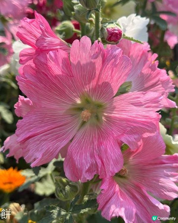 香港好去處 | 賞花 | 維園花展 | 蜀葵 | 大飛燕草