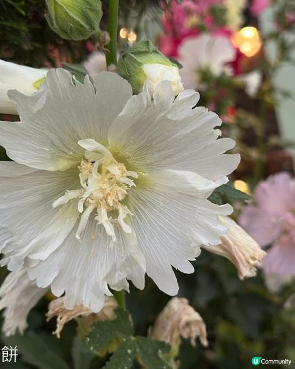 香港好去處 | 賞花 | 維園花展 | 蜀葵 | 大飛燕草