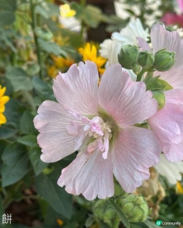 香港好去處 | 賞花 | 維園花展 | 蜀葵 | 大飛燕草