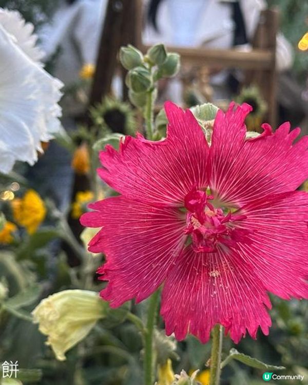 香港好去處 | 賞花 | 維園花展 | 蜀葵 | 大飛燕草