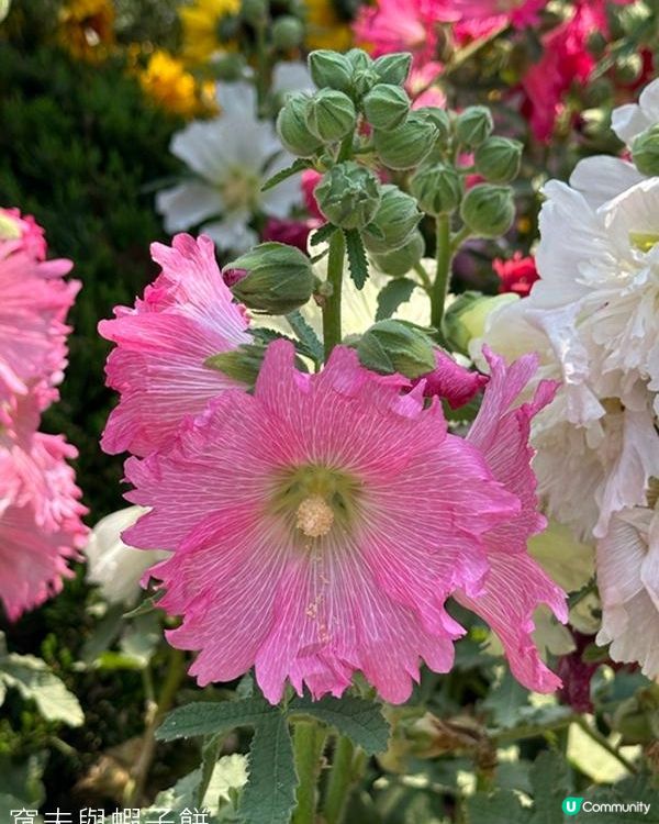 香港好去處 | 賞花 | 維園花展 | 蜀葵 | 大飛燕草
