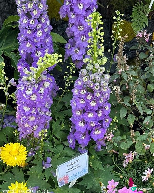 香港好去處 | 賞花 | 維園花展 | 蜀葵 | 大飛燕草