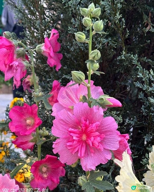 香港好去處 | 賞花 | 維園花展 | 蜀葵 | 大飛燕草