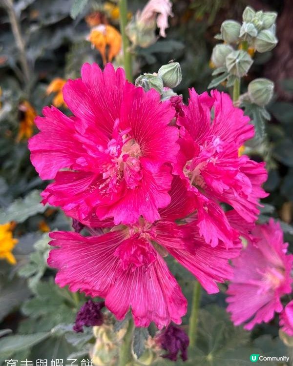 香港好去處 | 賞花 | 維園花展 | 蜀葵 | 大飛燕草