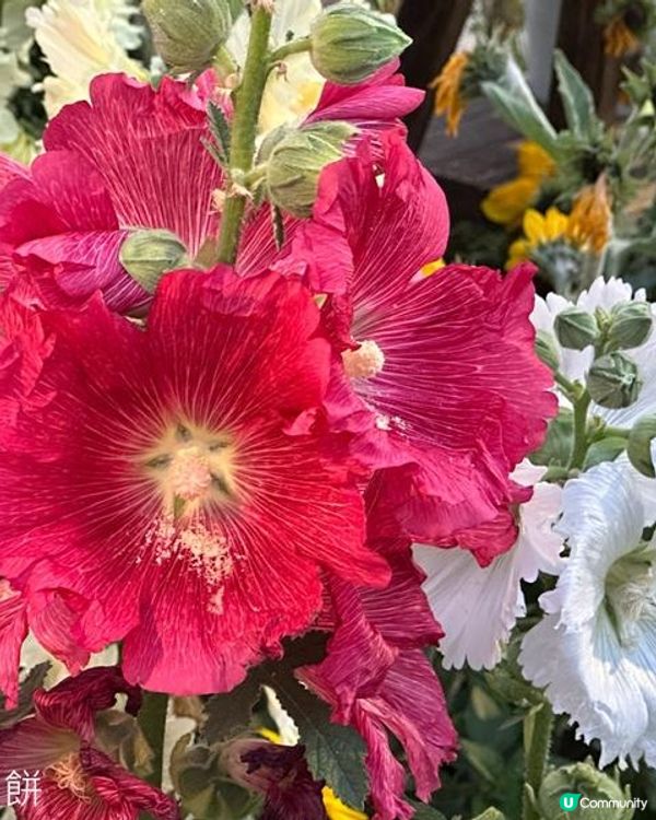 香港好去處 | 賞花 | 維園花展 | 蜀葵 | 大飛燕草