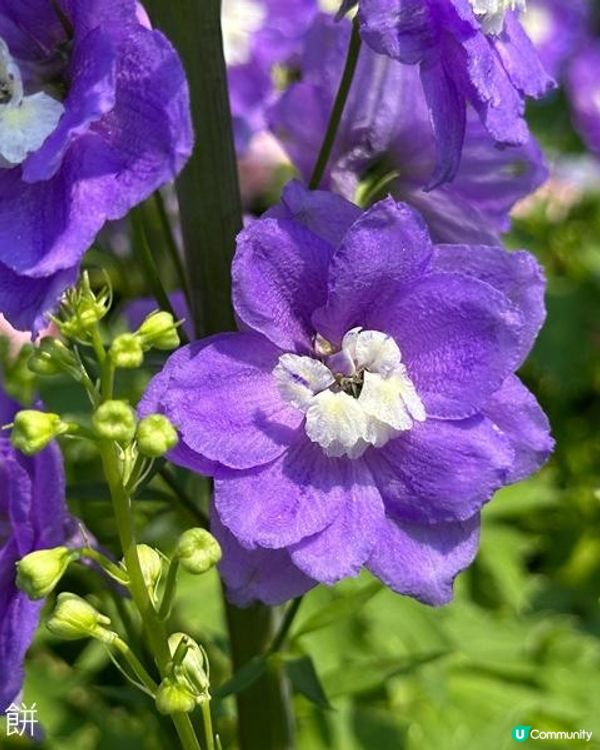 香港好去處 | 賞花 | 維園花展 | 蜀葵 | 大飛燕草