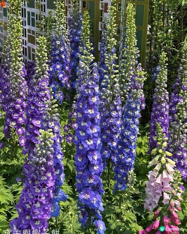 香港好去處 | 賞花 | 維園花展 | 蜀葵 | 大飛燕草