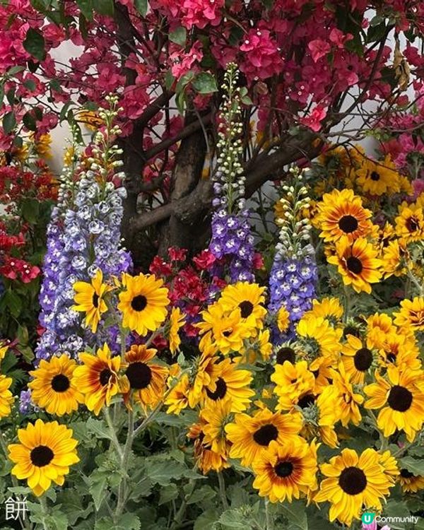 香港好去處 | 賞花 | 維園花展 | 蜀葵 | 大飛燕草