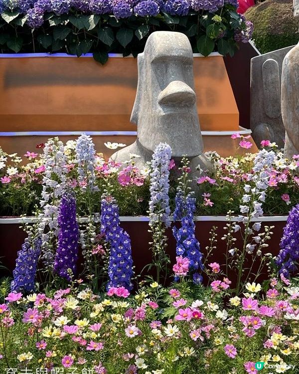 香港好去處 | 賞花 | 維園花展 | 蜀葵 | 大飛燕草
