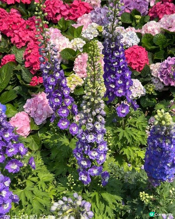 香港好去處 | 賞花 | 維園花展 | 蜀葵 | 大飛燕草