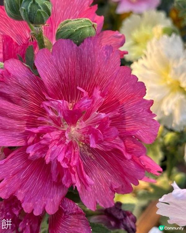 香港好去處 | 賞花 | 維園花展 | 蜀葵 | 大飛燕草