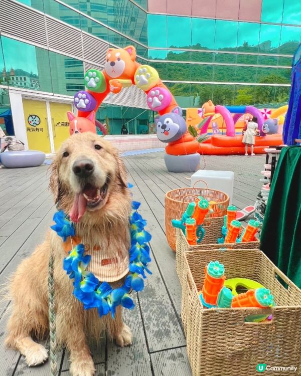 🐶💦 夏日玩水狂歡！  #萌寵潑水節