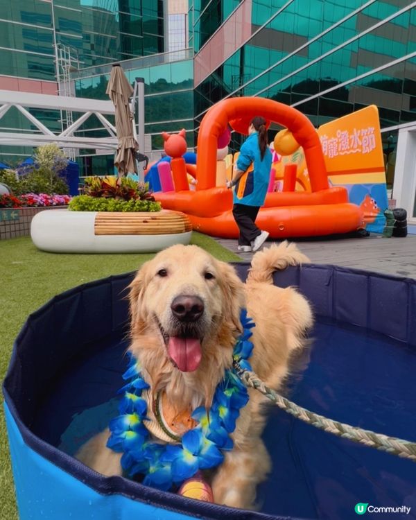 🐶💦 夏日玩水狂歡！  #萌寵潑水節