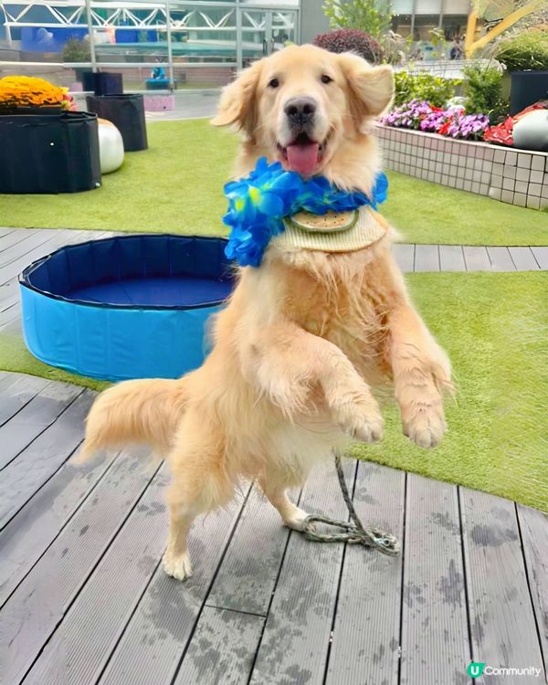 🐶💦 夏日玩水狂歡！  #萌寵潑水節