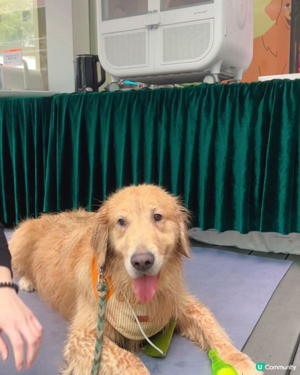 🐶💦 夏日玩水狂歡！  #萌寵潑水節