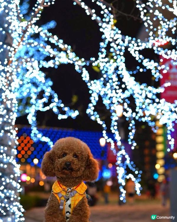 🐶❤️啟德燈海大道，同毛孩過浪漫情人節！✨