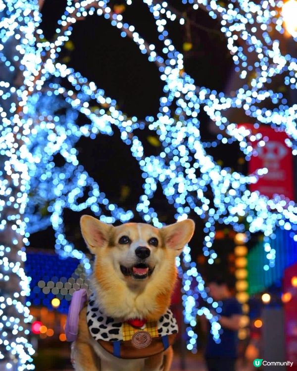 🐶❤️啟德燈海大道，同毛孩過浪漫情人節！✨