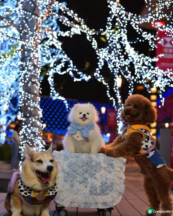 🐶❤️啟德燈海大道，同毛孩過浪漫情人節！✨