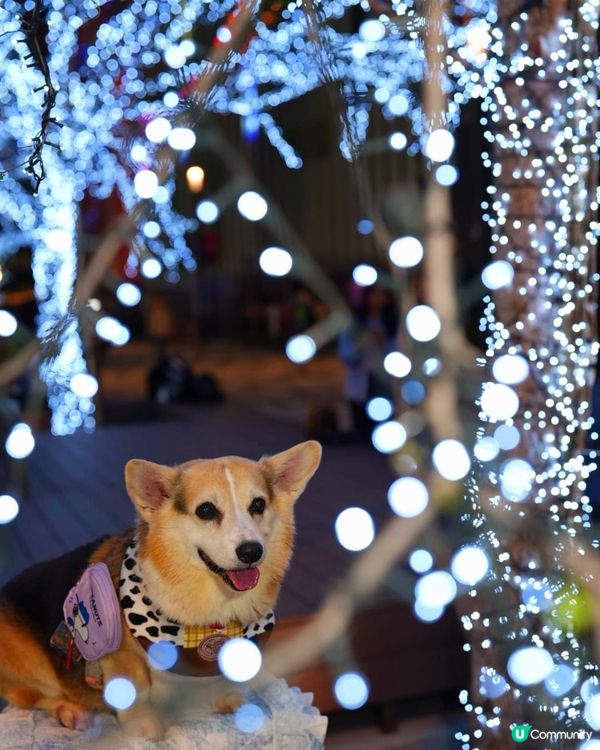 🐶❤️啟德燈海大道，同毛孩過浪漫情人節！✨