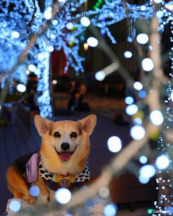 🐶❤️啟德燈海大道，同毛孩過浪漫情人節！✨
