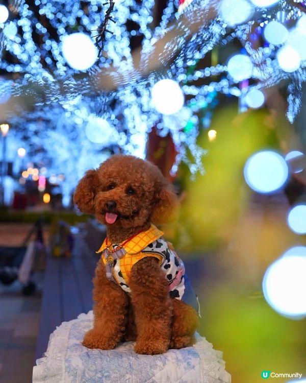 🐶❤️啟德燈海大道，同毛孩過浪漫情人節！✨