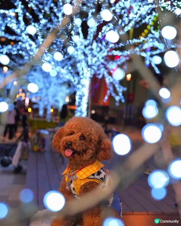 🐶❤️啟德燈海大道，同毛孩過浪漫情人節！✨